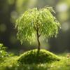 2 Miniature Weeping Willow Tree Cuttings to Grow - Stunning Weeping Branches are a Sight to See - Fast & Easy to Grow - Perfect for Indoor Pots or Outdoor Gardens, Unique Bonsai Gift for Gardeners
