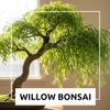 2 Miniature Weeping Willow Tree Cuttings to Grow - Stunning Weeping Branches are a Sight to See - Fast & Easy to Grow - Perfect for Indoor Pots or Outdoor Gardens, Unique Bonsai Gift for Gardeners view 2
