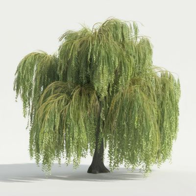 3 Gold Weeping Willow Tree Cuttings to Grow - Amazing Weeping Branches are a Sight to See - Easy to Grow - Grow 3 Trees