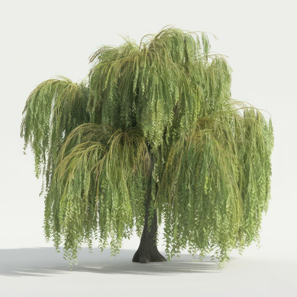 3 Gold Weeping Willow Tree Cuttings to Grow - Amazing Weeping Branches are a Sight to See - Easy to Grow - Grow 3 Trees