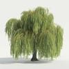 3 Gold Weeping Willow Tree Cuttings to Grow - Amazing Weeping Branches are a Sight to See - Easy to Grow - Grow 3 Trees view 1