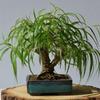 Ponytail Willow Bonsai Tree Cutting to Grow - Thick Trunk Cutting, Fast Growing view 1