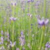 Lavender Buds | Whole Dried Flower Buds | 1.5 oz (43g) | Sustainably Grown in Armenias Aragatsotn Region | Naturally Air-Dried, Calming Floral Infusion | Premium Hand-Harvested Botanical view 3