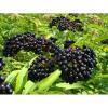24 Pure Elderberry Powder - 50g | Sambucus Nigra Extract | Natural Antioxidant Support | Non-GMO, Vegan & Gluten-Free view 3