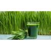 24 Pure Wheatgrass Powder - 50g | Organic Triticum Aestivum Superfood | Natural Green & Nutrient Rich | Non-GMO, Vegan & Gluten-Free view 3