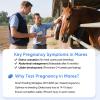 PawsXfun Horse Pregnancy Test Kit - 5 Rapid Urine Test Strips for Mares view 3