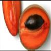 Replacement organic Mamet sapote fruit (set of 2) fresh pouteria sapota- perfect for smoothies deserts and meals grown in USA. view 1