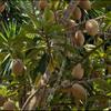 Replacement organic Mamet sapote fruit (set of 2) fresh pouteria sapota- perfect for smoothies deserts and meals grown in USA. view 2