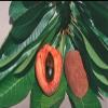 Replacement organic Mamet sapote fruit (set of 2) fresh pouteria sapota- perfect for smoothies deserts and meals grown in USA. view 3