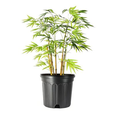 Golden Goddess Bamboo | 1 Large Trade Gallon Size Plant | Bambusa multiplex | Fast Growing Privacy Screen | Clumping Bamboo Landscapes Gardens Walkways Borders Foundation Beds Decorative Accent Use