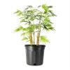 Golden Goddess Bamboo | 1 Large Trade Gallon Size Plant | Bambusa multiplex | Fast Growing Privacy Screen | Clumping Bamboo Landscapes Gardens Walkways Borders Foundation Beds Decorative Accent Use view 1