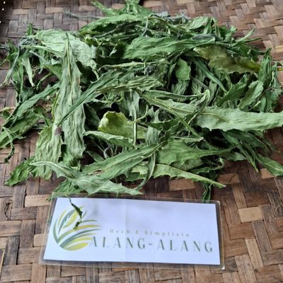 Daun Ki tolod (Hippobroma longiflora) Kitolod - Madam Fate Dried Leaves (450 Gram)