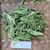 Daun Ki tolod (Hippobroma longiflora) Kitolod - Madam Fate Dried Leaves (450 Gram) view 2