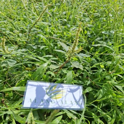 Amaranthus spinosus Dried Leaves (450 Gram)