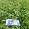 Amaranthus spinosus Dried Leaves (450 Gram) view 1