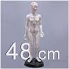 GFAZXDS Acupuncture Model - Female Acupuncture Model of Human Body with Meridian Points - 48Cm Human Meridian Model Acupuncture Acupoint - for Meridian Massage Teaching view 2