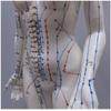 GFAZXDS Acupuncture Model - Female Acupuncture Model of Human Body with Meridian Points - 48Cm Human Meridian Model Acupuncture Acupoint - for Meridian Massage Teaching view 3