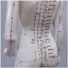 GFAZXDS Acupuncture Model - Female Acupuncture Model of Human Body with Meridian Points - 48Cm Human Meridian Model Acupuncture Acupoint - for Meridian Massage Teaching view 4