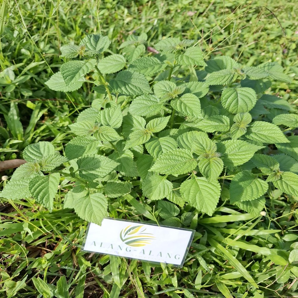 Daun Tembelekan (Lantana Camara) Shrub Verbena Dried Leaves (80 Gram)