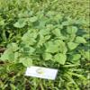 Daun Tembelekan (Lantana Camara) Shrub Verbena Dried Leaves (80 Gram) view 1