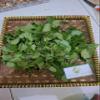 Daun Tembelekan (Lantana Camara) Shrub Verbena Dried Leaves (900 Gram) view 3
