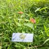 Daun Tembelekan (Lantana Camara) Shrub Verbena Dried Leaves (200 Gram) view 2