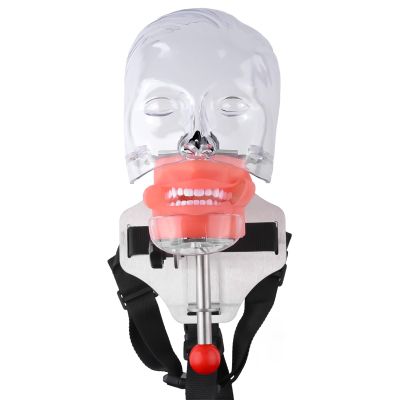 Dental Simulator Mannequin Fixed on Chair Head Teaching Head Mold Typodont Tooth Model with 28 Removable Teeth for Simulations Practice