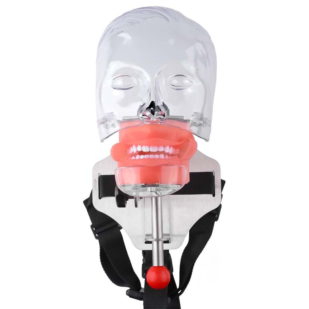 Dental Simulator Mannequin Fixed on Chair Head Teaching Head Mold Typodont Tooth Model with 28 Removable Teeth for Simulations Practice