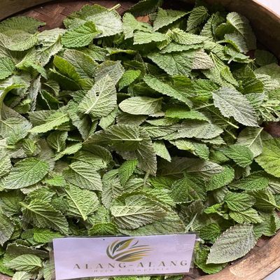 Daun Sangketan (Heliotropium indicum) Indian Turnsole Dried Leaves (80 Gram)