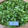 Daun Sangketan (Heliotropium indicum) Indian Turnsole Dried Leaves (80 Gram) view 2