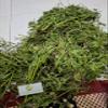 Daun Sangketan (Heliotropium indicum) Indian Turnsole Dried Leaves (80 Gram) view 4