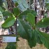Daun Ketapang (Terminalia Catappa) Indian-almond Dried Leaves (80 Gram) view 1