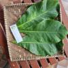 Daun Ketapang (Terminalia Catappa) Indian-almond Dried Leaves (80 Gram) view 2