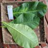 Daun Ketapang (Terminalia Catappa) Indian-almond Dried Leaves (80 Gram) view 3