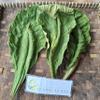 Daun Ketapang (Terminalia Catappa) Indian-almond Dried Leaves (80 Gram) view 4