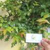 Dewandaru (Eugenia uniflora) Surinam Cherry Dried Leaves (80 Gram) view 1
