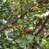 Dewandaru (Eugenia uniflora) Surinam Cherry Dried Leaves (80 Gram) view 2