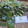 Dewandaru (Eugenia uniflora) Surinam Cherry Dried Leaves (80 Gram) view 3
