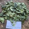 Dewandaru (Eugenia uniflora) Surinam Cherry Dried Leaves (80 Gram) view 4