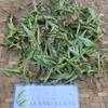 Lakum Air (Ludwigia Octovalvis) Mexican primrose-willow Dried (450 Gram) view 3