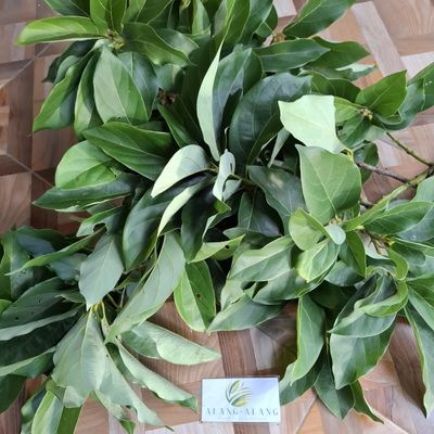 Daun Alpukat (Persea americana) Avocado Dried Leaves (80 Gram)