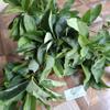 Daun Alpukat (Persea americana) Avocado Dried Leaves (80 Gram) view 2