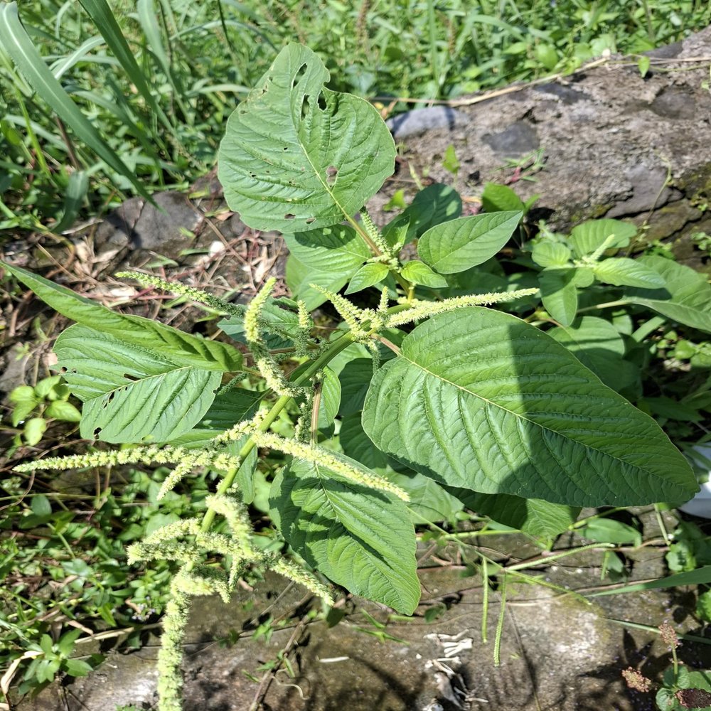 Amaranthus viridis Dried Leaves (450 Gram)