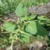 Amaranthus viridis Dried Leaves (450 Gram) view 1