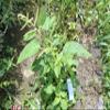 Amaranthus viridis Dried Leaves (450 Gram) view 2
