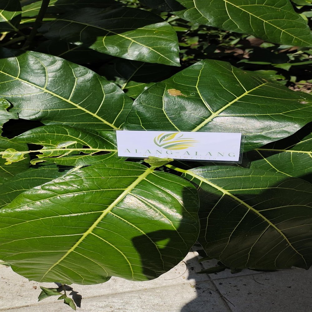 Daun Awar Awar (Ficus septica) Hauili Fig Tree Dried Leaves (80 Gram)