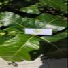 Daun Awar Awar (Ficus septica) Hauili Fig Tree Dried Leaves (80 Gram) view 1