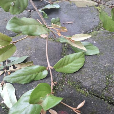 Daun Benalu - Mistletoe Dried Leaves (80 Gram)