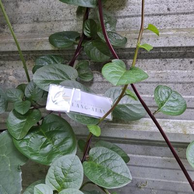 Daun Gendola (Basella Alba) Malabar Spinach Dried Leaves (900 Gram)