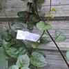 Daun Gendola (Basella Alba) Malabar Spinach Dried Leaves (900 Gram) view 1